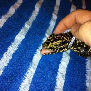 grumpbutt
He's a little grumpy if you can't tell. ;P