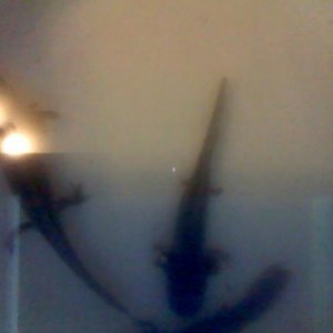 120604 155621
These are old photos and this is what they looked like when I first bought them. Poor things.