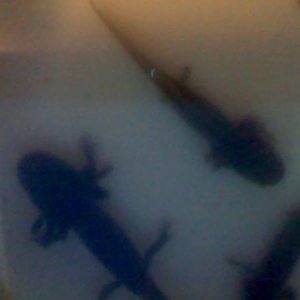 120604 155638
These are old photos and this is what they looked like when I first bought them. Poor things.