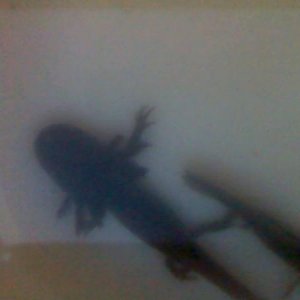 120604 155656
These are old photos and this is what they looked like when I first bought them. Poor things.