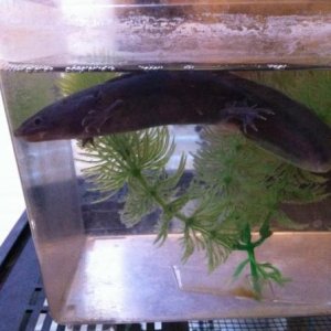 IMG 5410
Toothless waiting for his tank to be cleaned.