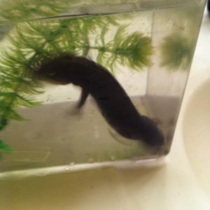 IMG 7709
Toothless waiting for his tank to be cleaned.