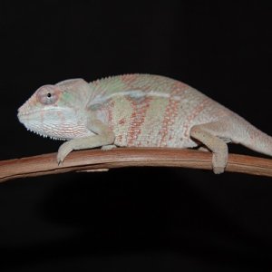 DSC 0004