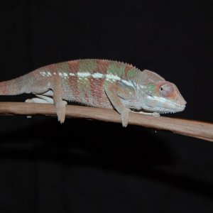DSC 0006