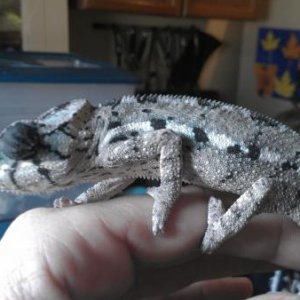 TAMATAVE MALE 4.5 MONTHS