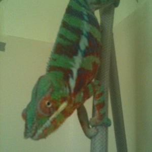 HOMIE IN SHOWER