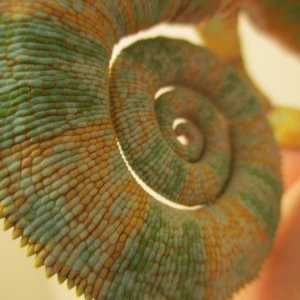 Nature's perfect Curly-Q