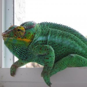 IMG 0218