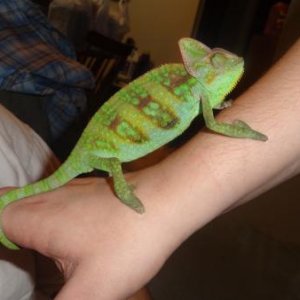 getting big