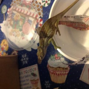 Fresh out of the package