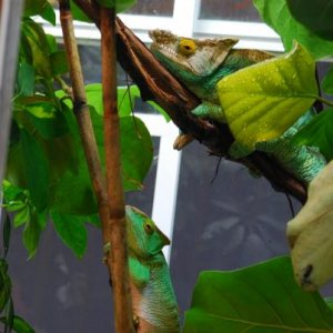 Hera and Padre  07/24/12   #001