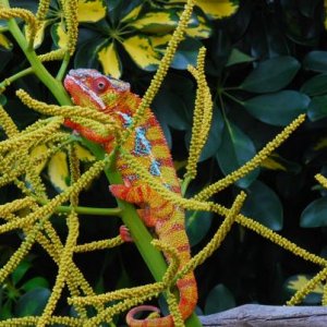 My little old man Mufasa in the backyard  5/13/12   #521