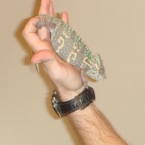 NOVEMBERDECEMBER 08   CHAMELEONS!!! 043   2