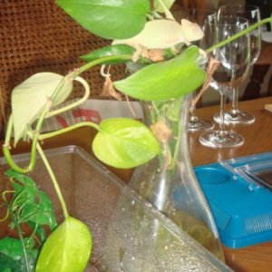 NOVEMBER 2008 001