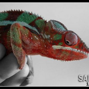 Sancho 2