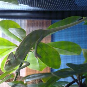 Azrael on his third day