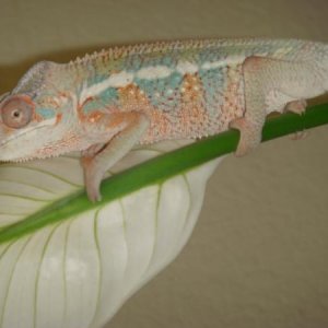 once again hangin out at 4 months old, check out the blue and orange!!