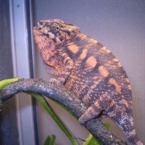 sired by Ajax