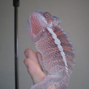 Male from Screameleons