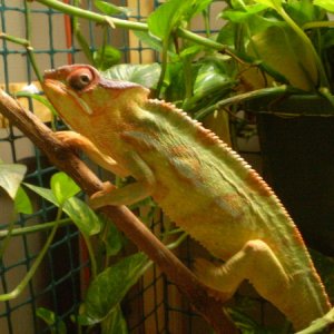 Yellow Baraka