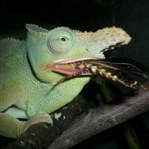 Male Dubia's are my favorite