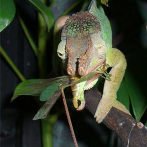 Yummy Katydid