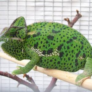 Black Spots