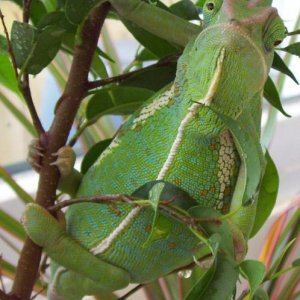 Chillin' in my tree