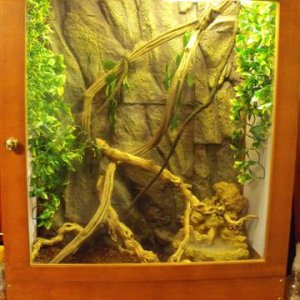 This is where Cass lives. My boyfriend Marc made the viv for me. It's 2ft deep, 2ft5 wide, 3.5ft high, glass fronted with mesh sides and roof. A few c