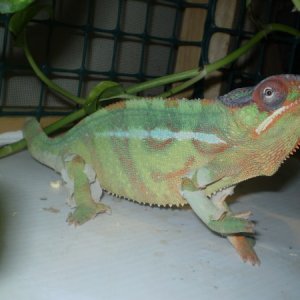 Baraka starting a shed
