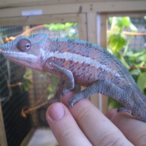Ankaramy male sired by Axel