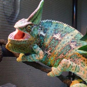 DSCF0103