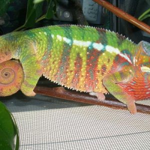 5mo