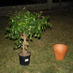 Plant1