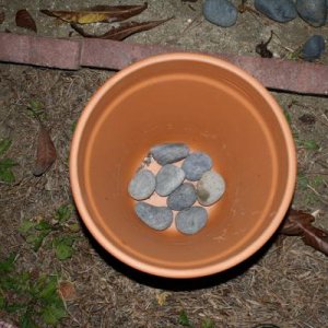 Plant2