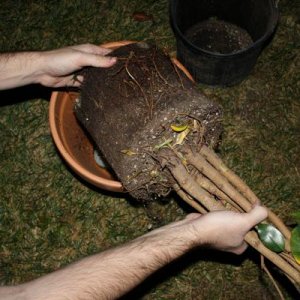 Plant3