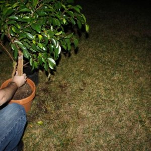 Plant6