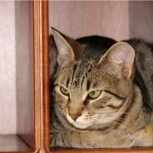 Beanie in a Kitchen Bookshelf.
