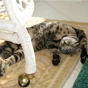 Bibi is Having a Tough Day in the Solarium.