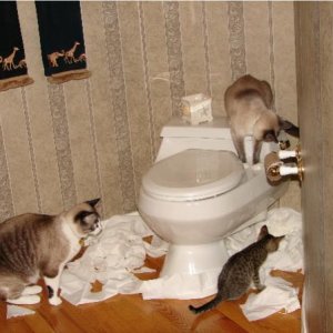 This is how Cats Party.