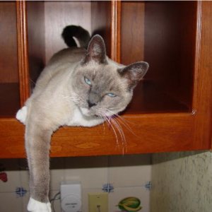 Chloe is the Paris Hilton of the Cat World.