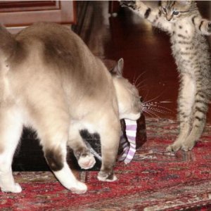 Chloe and a Jumping Young Beanie.