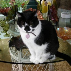 Otis is Top Cat in My House.