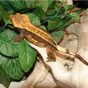 Olive Brown/Orange/Cream Full Pinstripe Female Named Moira.