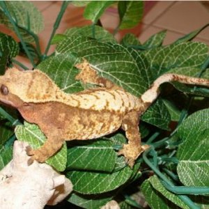 Creamsicle Harlequin Harlequin Female Named Mango.