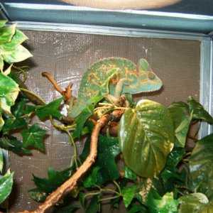 Green Bean's Cage