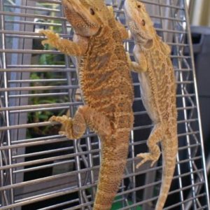 Studly and Honey just hanging out