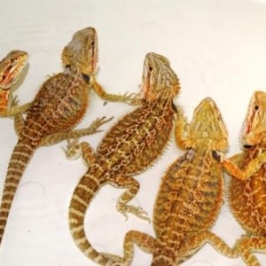 Some of our female breeders