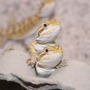 Little beardies :)