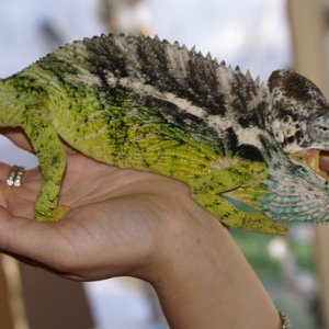 Male verrucosus chameleon...love this guy!